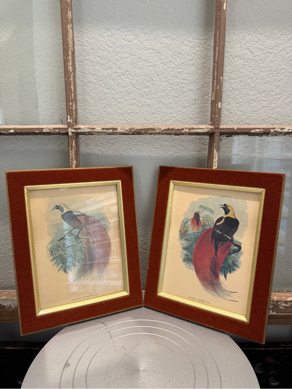 Vintage Bird of Paradise Framed Art Prints